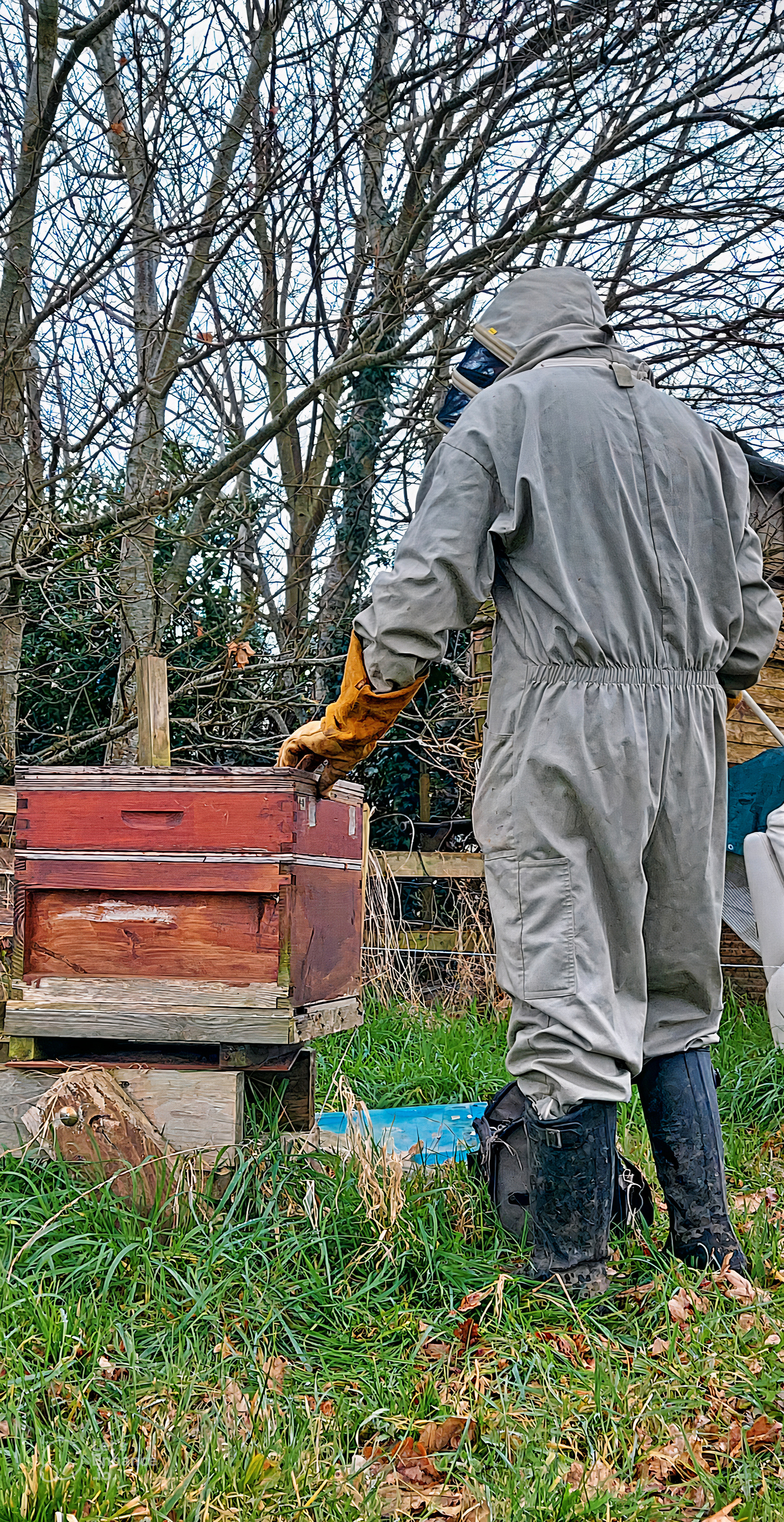 Beekeeping picture